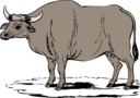 Gaur