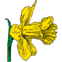 download Daffodil clipart image with 0 hue color