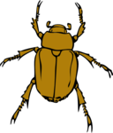 Chafer Bug