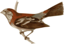 Carpodacus Trifasciatus