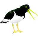 download Oyster Catcher clipart image with 45 hue color