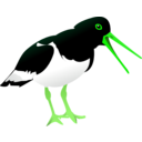 download Oyster Catcher clipart image with 90 hue color