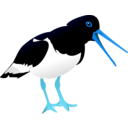 download Oyster Catcher clipart image with 180 hue color
