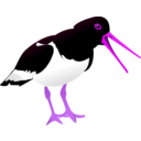 download Oyster Catcher clipart image with 270 hue color