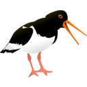download Oyster Catcher clipart image with 0 hue color