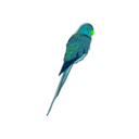 download Parrot clipart image with 90 hue color