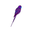 download Parrot clipart image with 180 hue color