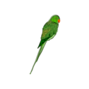 download Parrot clipart image with 0 hue color