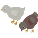 download Chickens 002 Figure Color clipart image with 0 hue color