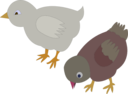 Chickens 002 Figure Color