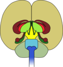 Brain Front View