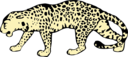 Leopard