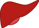 Liver