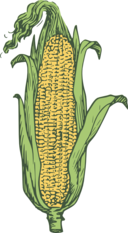 Ear Of Corn Colored