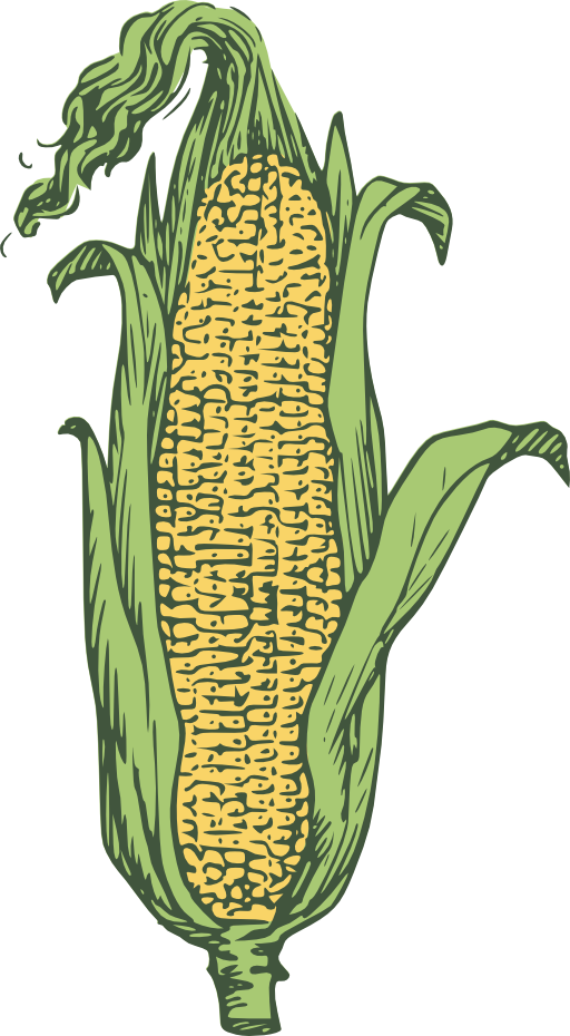 Ear Of Corn Colored
