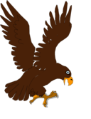 Aguila