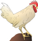 Chicken