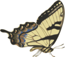 Butterfly Papilio Turnus Side View