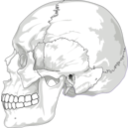download Human Skull Side View clipart image with 225 hue color