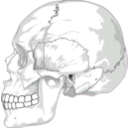 download Human Skull Side View clipart image with 270 hue color