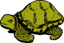 Tortoise