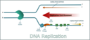 Dna Replication