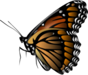 Monarch Butterfly