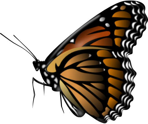 Monarch Butterfly