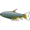 download Bloodfin Tetra clipart image with 45 hue color