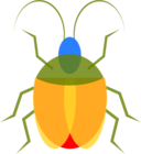 Insect