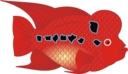 Flowerhorn Fish