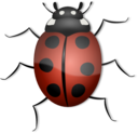 Ladybug