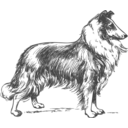 download Collie Grayscale clipart image with 180 hue color