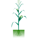 download Maize Plant clipart image with 45 hue color