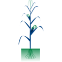download Maize Plant clipart image with 90 hue color