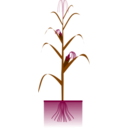 download Maize Plant clipart image with 270 hue color