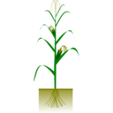 download Maize Plant clipart image with 0 hue color