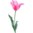 download Tulip clipart image with 0 hue color