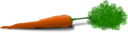 Carrot