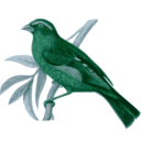 download Carpodacus Vinaceus Male clipart image with 135 hue color