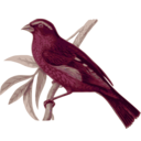 download Carpodacus Vinaceus Male clipart image with 315 hue color