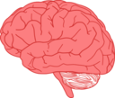 Brain In Profile