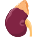 download Kidney clipart image with 0 hue color