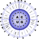 Genetic Code Rna