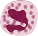 Eosinophil