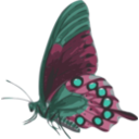 download Butterfly Papilio Philenor Side clipart image with 135 hue color
