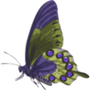 download Butterfly Papilio Philenor Side clipart image with 225 hue color