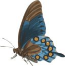 Butterfly Papilio Philenor Side