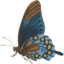 download Butterfly Papilio Philenor Side clipart image with 0 hue color