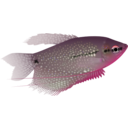 download Pearl Gourami clipart image with 315 hue color